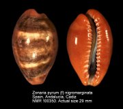 Zonaria pyrum (f) nigromarginata